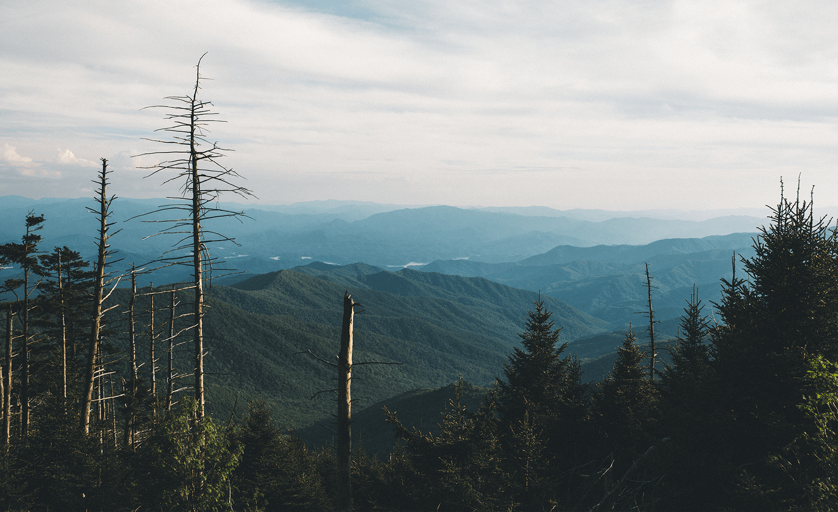 Example Tree planting in the USA project